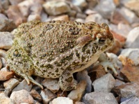 819A0061Woodhouses_Toad