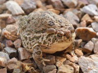 819A0063Woodhouses_Toad