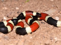 819A0066Sonoran_Coralsnake