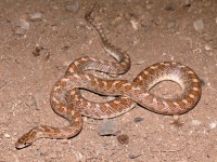 819A0093Glossy_Snake