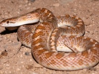 819A0099Glossy_Snake