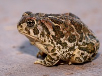 819A0104Great_Plains_Toad