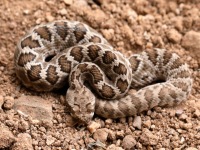 819A0113Mohave_Rattlesnake