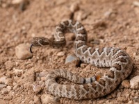 819A0120Mohave_Rattlesnake