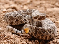 819A0135Mohave_Rattlesnake