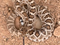 819A0176Mohave_Rattlesnake