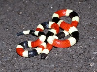 819A0181Sonoran_Coralsnake