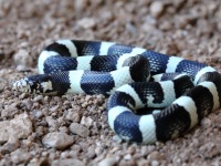 819A0198Longnose_Snake