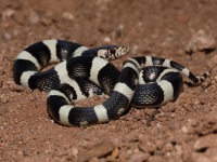 819A0242Long-nosed_Snake