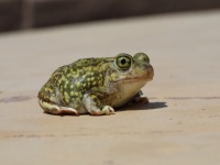 819A0254Couchs_Spadefoot