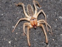 819A0261Pale_Windscorpion_Sun_Spider