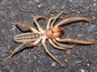 819A0262Pale_Windscorpion_Sun_Spider