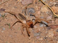 819A0265Pale_Windscorpion_Sun_Spider