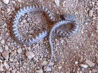 819A0281Nightsnake