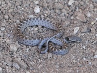 819A0290Nightsnake