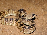 819A0292Black-Tailed_Rattlesnake