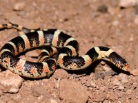 819A0309Longnose_Snake