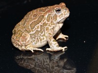 819A0319Great_Plains_Toad