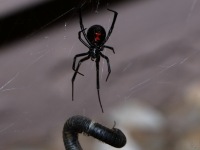 819A0334Black_Widow_Spider