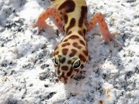 819A0353Western_Banded_Gecko