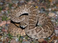 819A0368Western_Diamondback_Rattlesnake