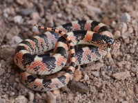 819A0382Longnose_Snake