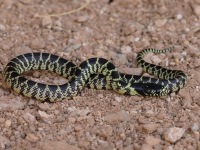 819A0403Desert_Kingsnake