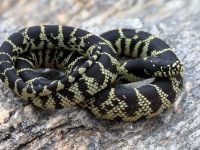 819A0405Desert_Kingsnake