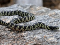 819A0419Desert_Kingsnake