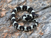 819A0437Longnose_Snake