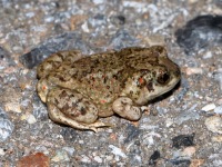 819A0452Mexican_Spadefoot