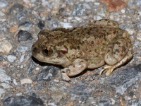 819A0455Mexican_Spadefoot