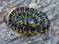 819A0489Desert_King_Snake