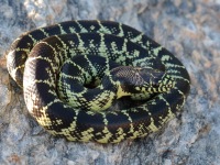 819A0494Desert_King_Snake