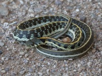 819A0496Black-necked_Gartersnake