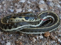 819A0501Black-necked_Gartersnake