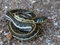 819A0504Black-necked_Gartersnake