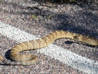 819A0520Black-tailed_Rattlesnake_Crotalus_Molossus