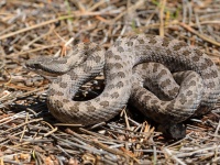 819A0539Twin-Spotted_Rattlesnake_Crotalus_Pricei