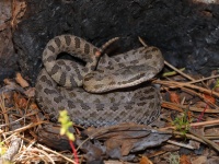 819A0561Twin-Spotted_Rattlesnake_Crotalus_Pricei