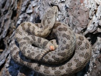 819A0566Twin-Spotted_Rattlesnake_Crotalus_Pricei