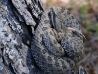 819A0573Twin-Spotted_Rattlesnake_Crotalus_Pricei