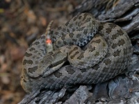 819A0575Twin-Spotted_Rattlesnake_Crotalus_Pricei