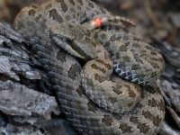 819A0577Twin-Spotted_Rattlesnake_Crotalus_Pricei