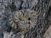 819A0578Twin-Spotted_Rattlesnake_Crotalus_Pricei