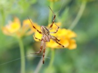 819A0589Western_Spotted_Orbweaver