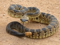 819A0598Black-tailed_Rattlesnake