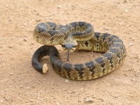 819A0600Black-tailed_Rattlesnake