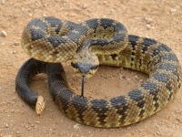 819A0602Black-tailed_Rattlesnake