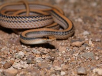 819A0617Western_Patch-nosed_Snake